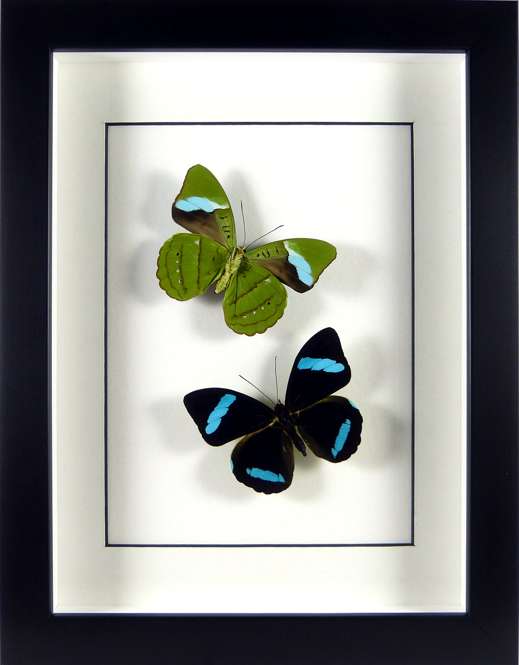 Papillons Nessaea hewistonii recto & verso / Cadre noir