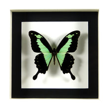 Charger l'image dans la galerie, Papillon africain Papilio phorcas / Cadre plusieurs finitions