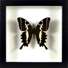 Charger l&#39;image dans la galerie, Papillon exotique Papilio delalandei / Cadre noir