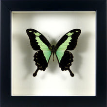 Charger l&#39;image dans la galerie, Papillon africain Papilio phorcas / Cadre noir