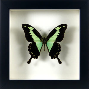 Papillon africain Papilio phorcas / Cadre noir