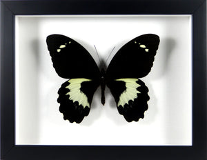 Papillon exotique Papilio gambrisius / Cadre noir