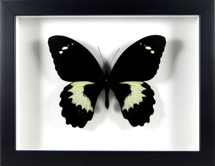 Papillon exotique Papilio gambrisius / Cadre noir