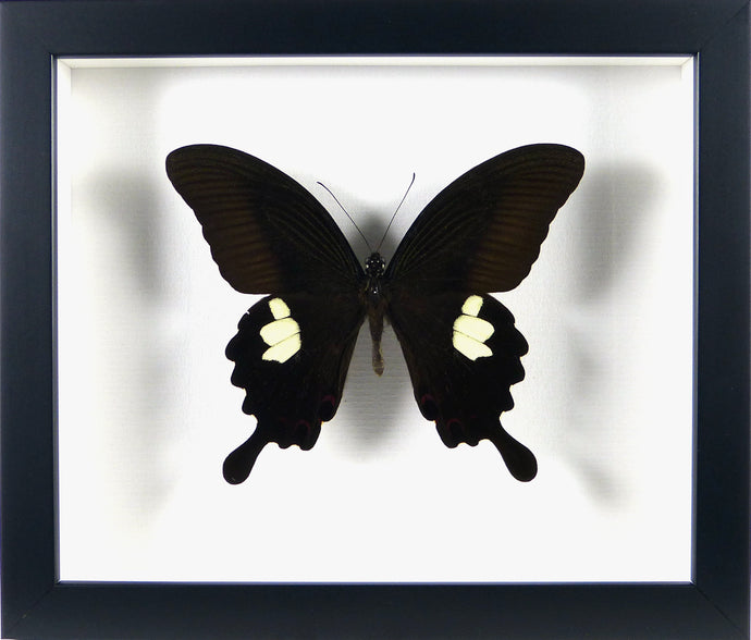 Papillon exotique Papilio helenus / Cadre noir
