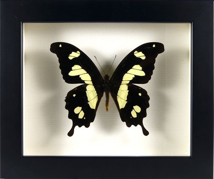 Papillon exotique Papilio hesperus / Cadre noir