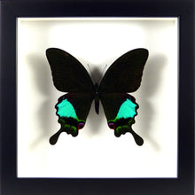 Charger l&#39;image dans la galerie, Papillon exotique Papilio karna / Cadre noir