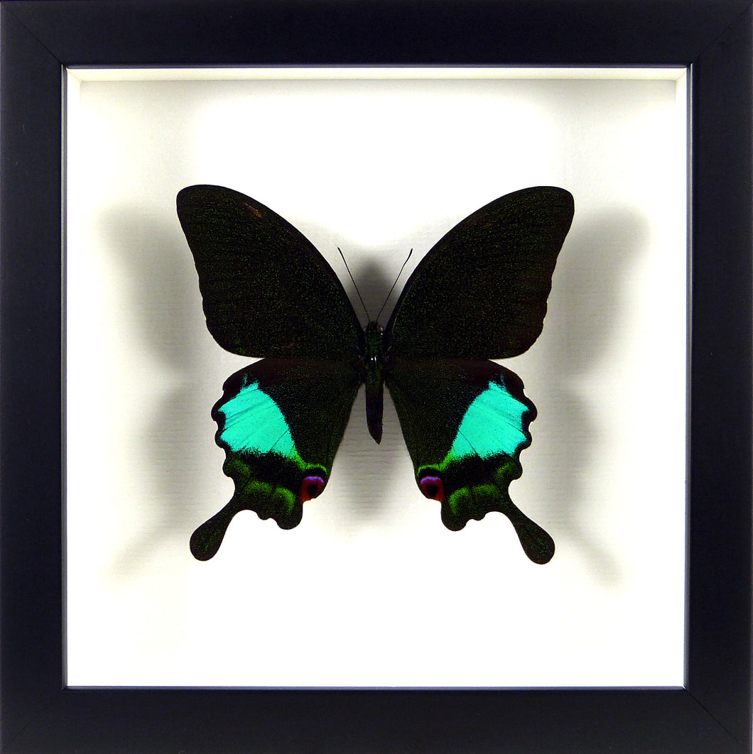 Papillon exotique Papilio karna / Cadre noir