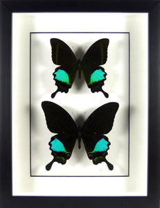 Duo de Papillons irisés Papilio paris et Papilio karna / Cadre noir