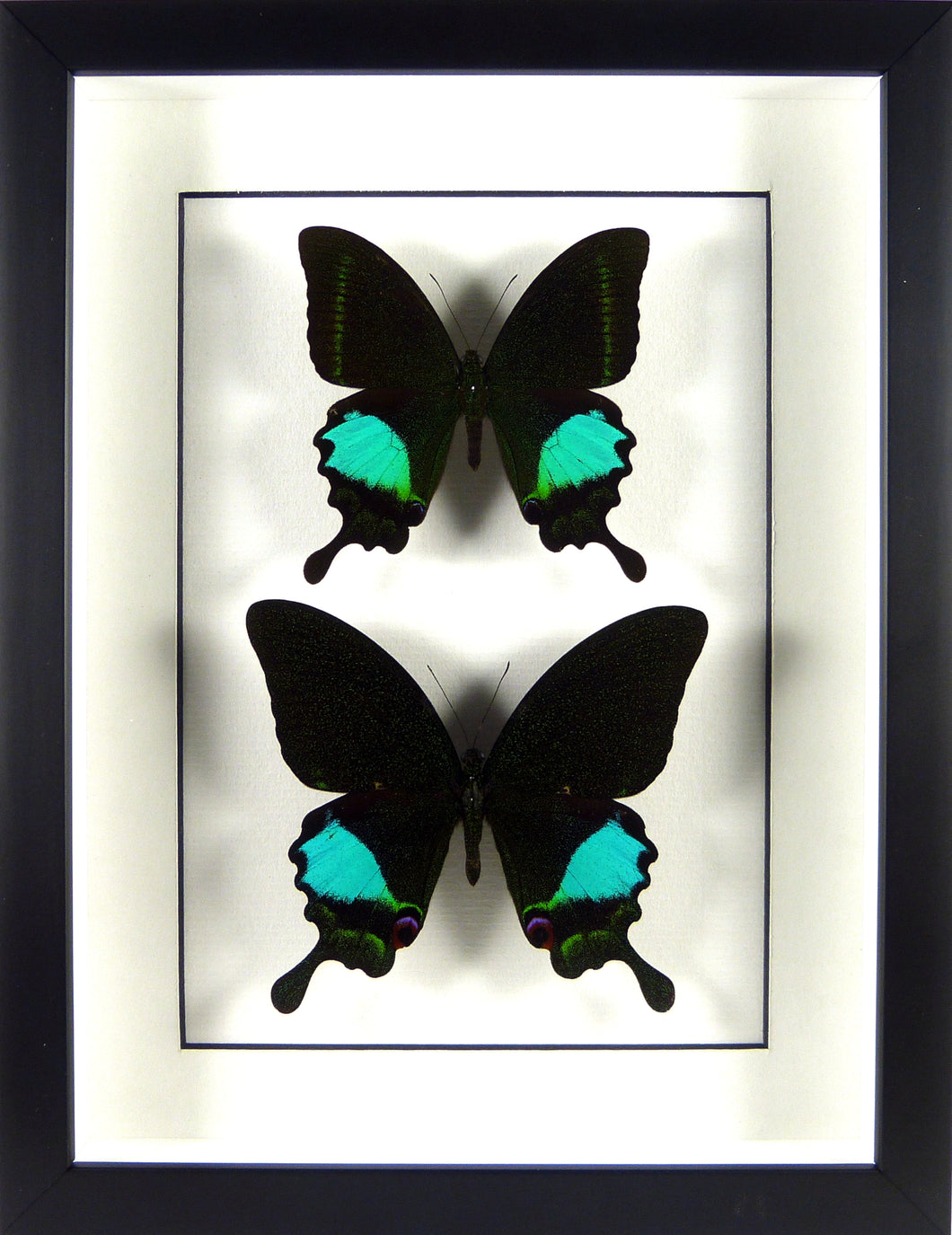 Duo de Papillons irisés Papilio paris et Papilio karna / Cadre noir