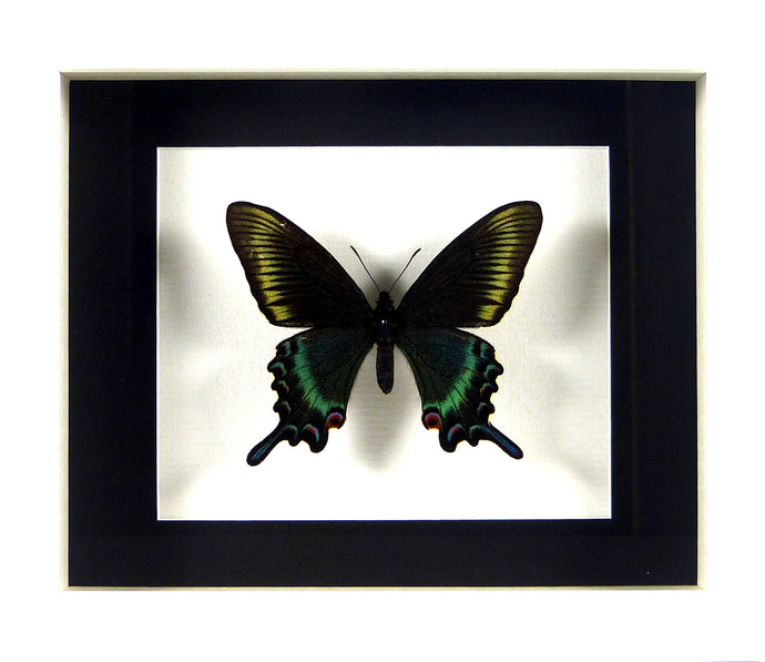 Papillon Papilio maackii (forme printanière) / Cadre blanc