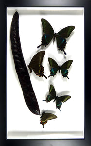 Envol de papillons Papilio Maackii / Cadre noir