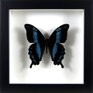 Papillon Papilio oribazus / Cadre noir