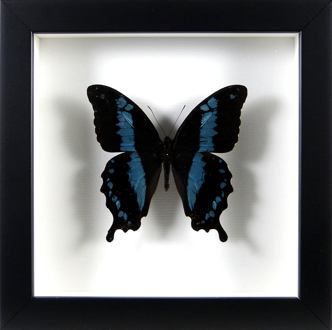 Papillon Papilio oribazus / Cadre noir