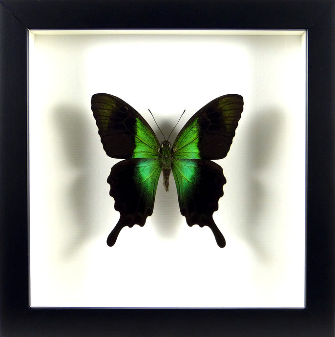 Papillon exotique Papilio peranthus / Cadre noir