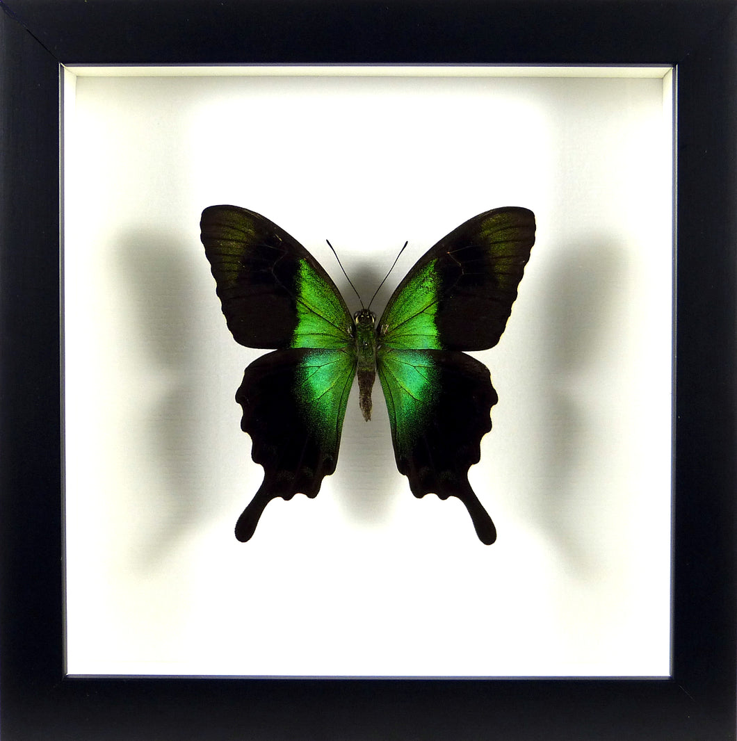 Papillon exotique Papilio peranthus / Cadre noir