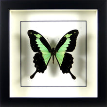 Charger l&#39;image dans la galerie, Papillon africain Papilio phorcas / Cadre noir