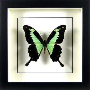 Papillon africain Papilio phorcas / Cadre noir