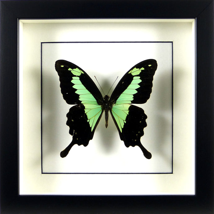 Papillon africain Papilio phorcas / Cadre noir