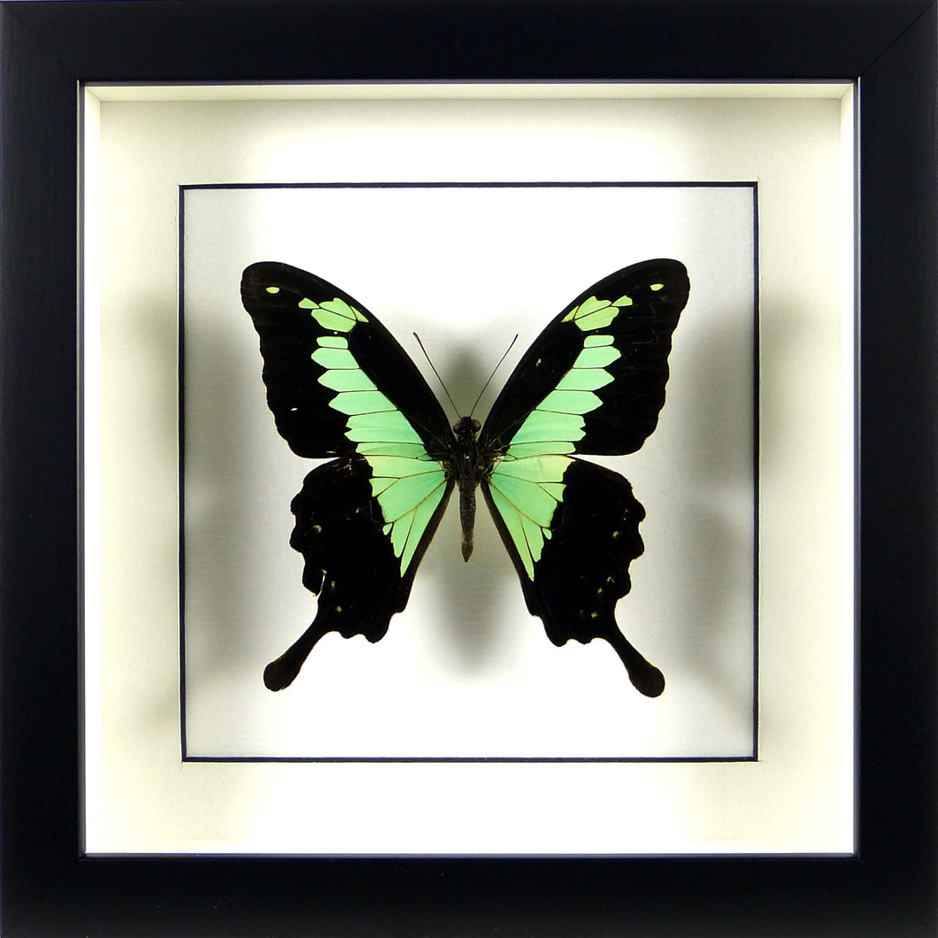 Papillon africain Papilio phorcas / Cadre noir