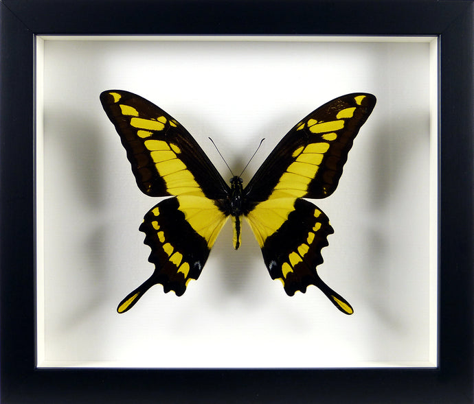 Papillon exotique Papilio thoas / Cadre noir