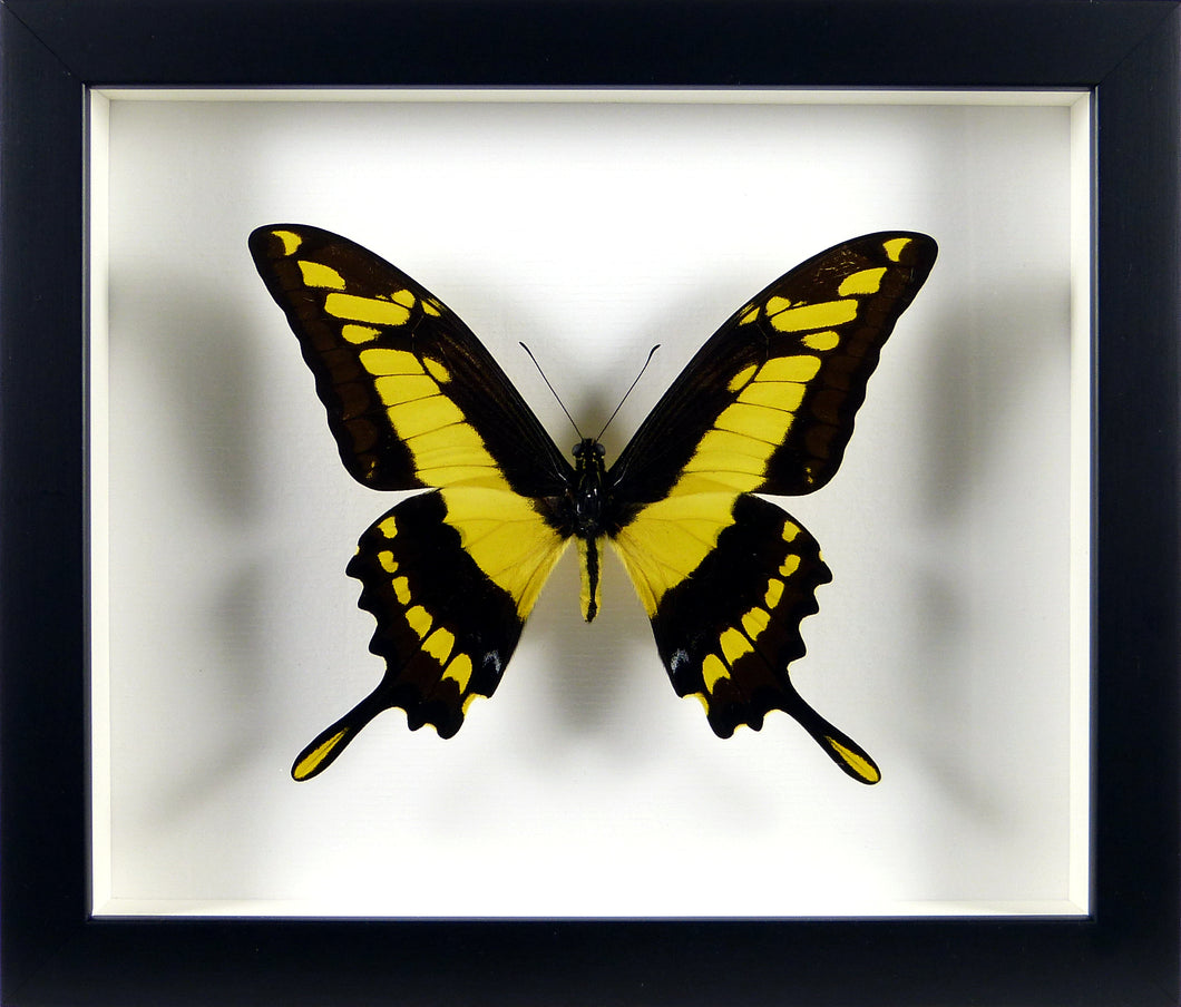 Papillon exotique Papilio thoas / Cadre noir