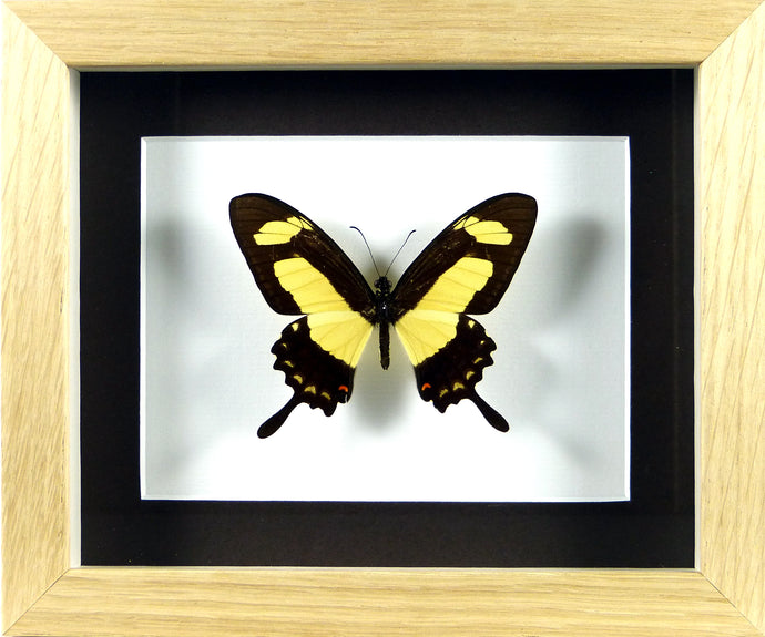 Papillon exotique Papilio torquatus / Cadre chêne