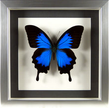 Charger l&#39;image dans la galerie, Papillon exotique Papilio ulysses l&#39;Empereur bleu encadré sous verre