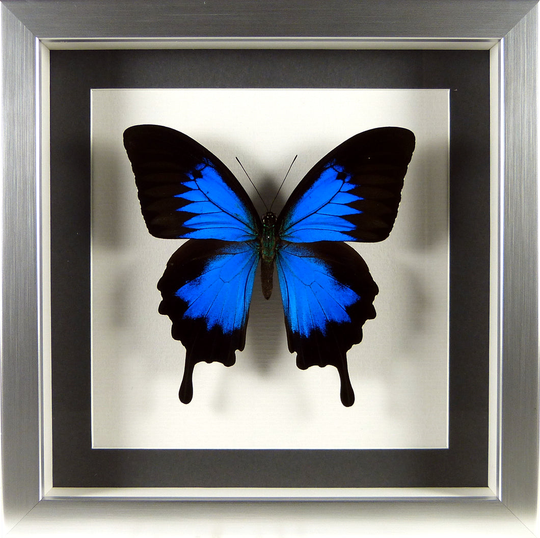 Papillon exotique Papilio ulysses l'Empereur bleu encadré sous verre