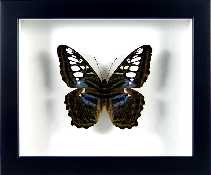 Papillon Partenos sylvia / Cadre plusieurs finitions