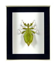Charger l'image dans la galerie, Phasme "feuille" Phyllium de Jacob / Cadre plusieurs finitions