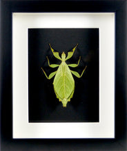 Charger l'image dans la galerie, Phasme "feuille" Phyllium de Jacob / Cadre plusieurs finitions