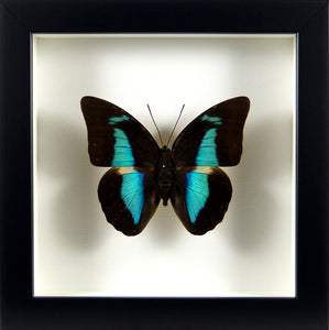 Papillon exotique irisé Prepona amphimachus / Cadre noir