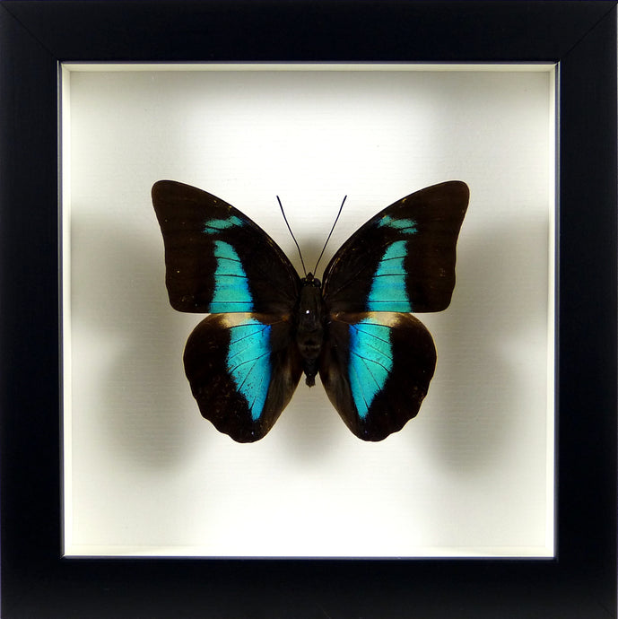 Papillon exotique irisé Prepona amphimachus / Cadre noir