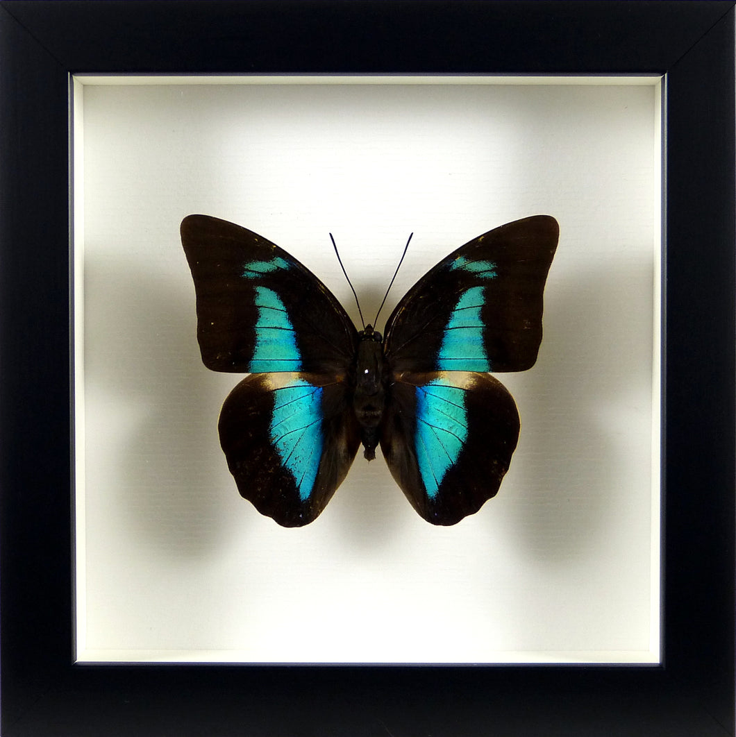 Papillon exotique irisé Prepona amphimachus / Cadre noir
