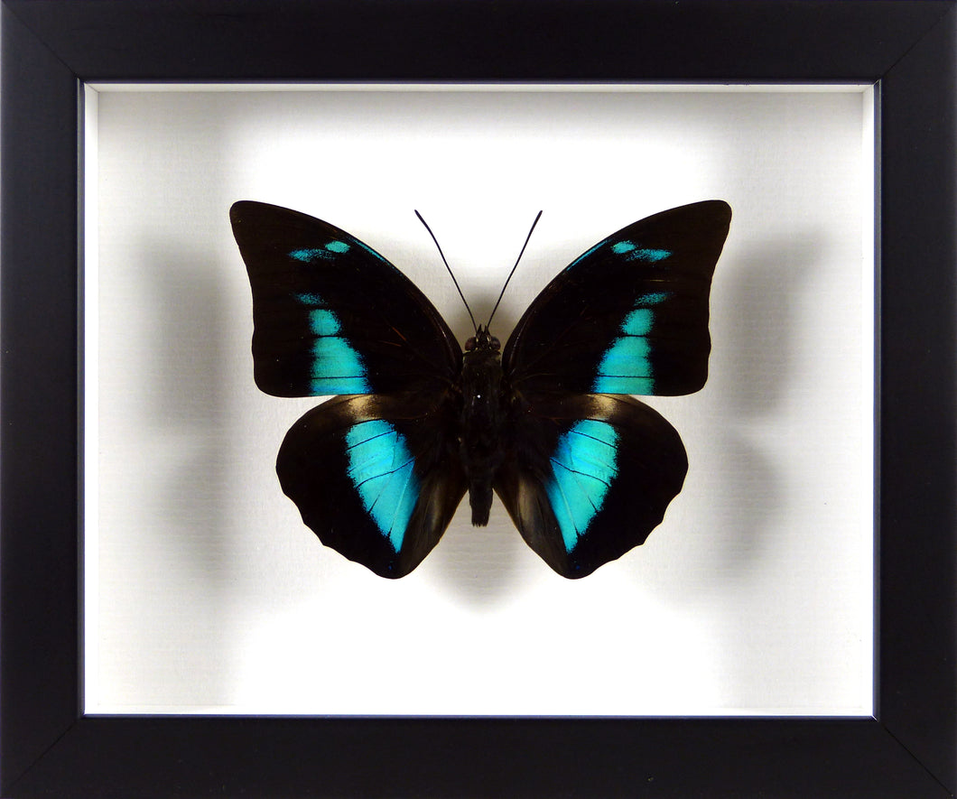 Papillon exotique irisé Prepona / Cadre noir