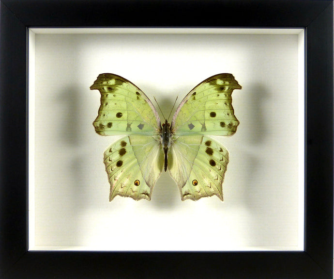 Papillon nacré Salamis parhassus / Cadre noir