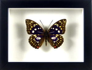 Papillon "Empereur du Japon" Sasakia charonda / Cadre diverses finitions