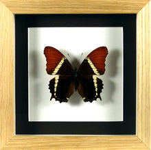 Charger l'image dans la galerie, Papillon Siproeta epaphus / Cadre plusieurs finitions