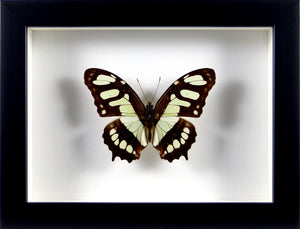 Papillon Siproeta steneles / Cadre noir