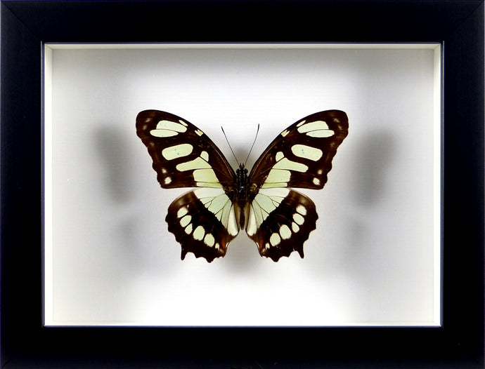 Papillon Siproeta steneles / Cadre noir