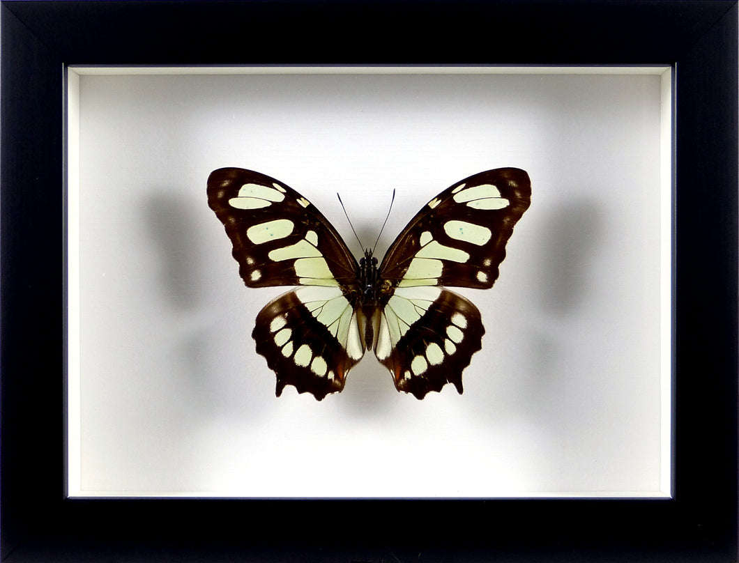 Papillon Siproeta steneles / Cadre noir