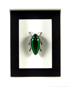 Bupreste Sternocera aequisignata (coléoptère) / Cadre blanc