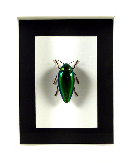 Bupreste Sternocera aequisignata (coléoptère) / Cadre blanc