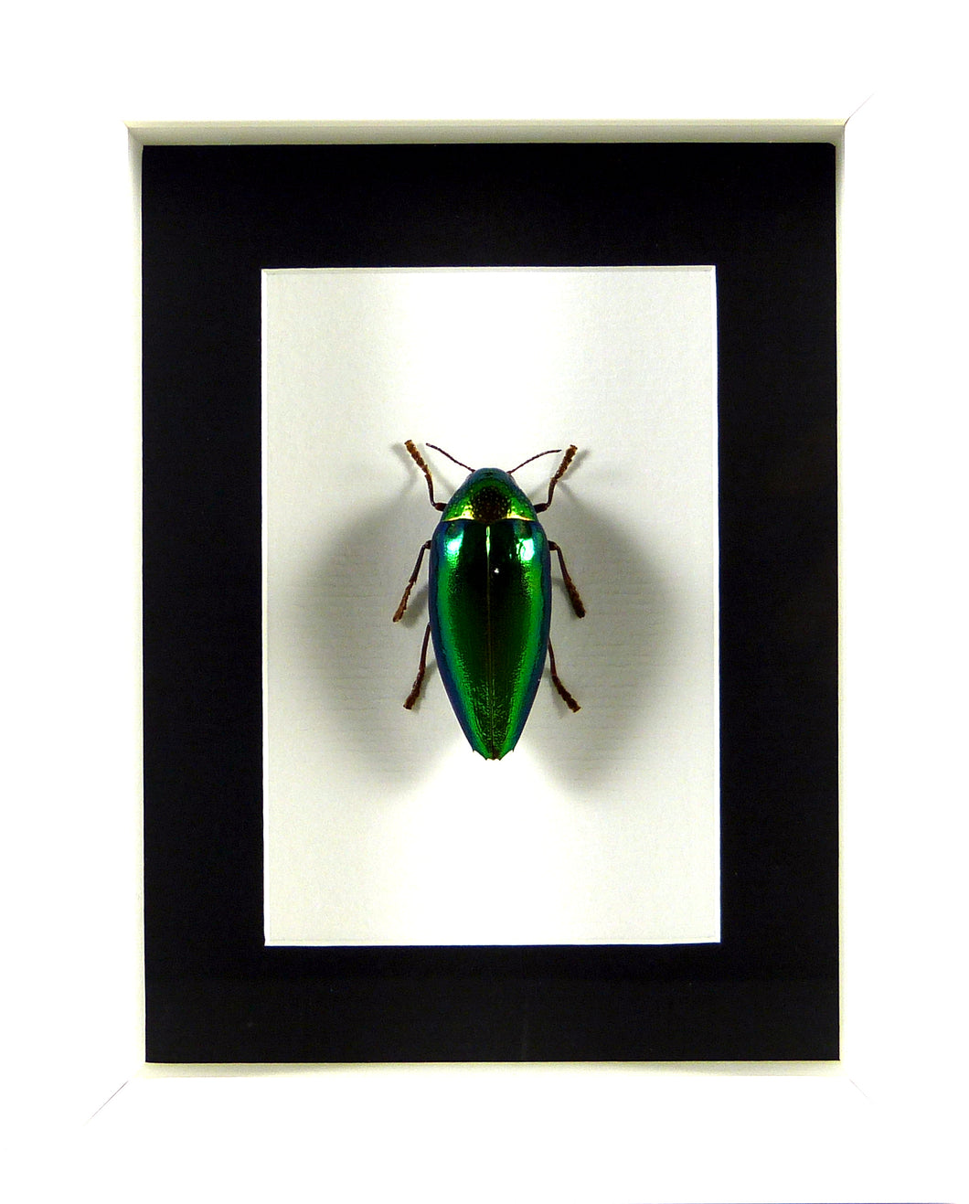 Bupreste Sternocera aequisignata (coléoptère) / Cadre blanc