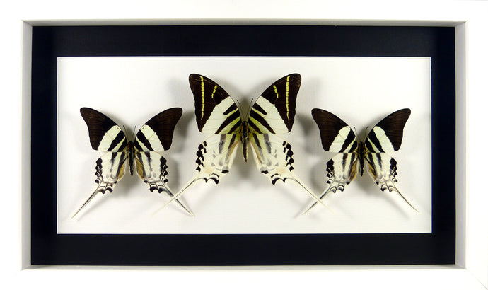 3 Papillons porte-queues Graphium d'Indonésie / Cadre blanc