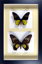 Charger l&#39;image dans la galerie, Couple de papillons Troides cuneifera / Cadre diverses finitions