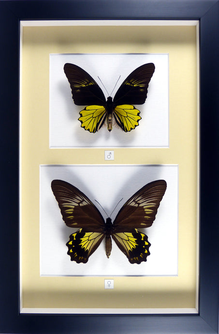 Couple de papillons Troides cuneifera / Cadre diverses finitions