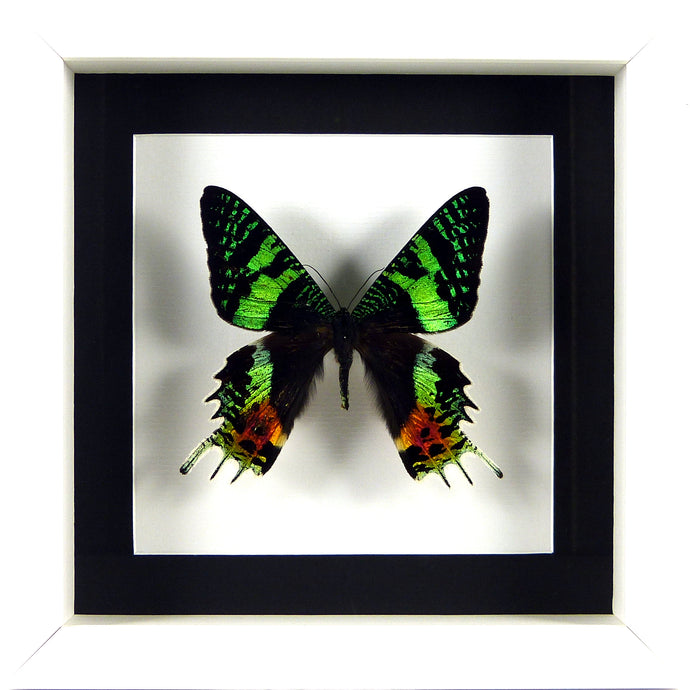 Papillon Urania ripheus / Cadre plusieurs finitions