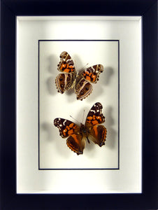 Papillons Vanessa myrinna / Cadre noir