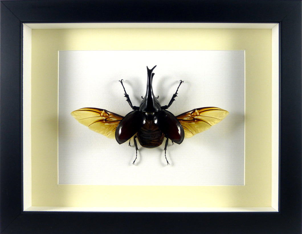 Dynastes Xylotrupes gideon (coléoptère) / Cadre bois diverses finitions